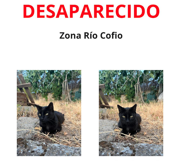 Gato perdido - Anubis